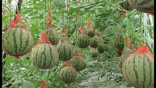 WOW! Amazing Agriculture Technology - Watermelon