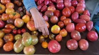 Самые урожайные и устойчивые помидоры. Часть 2