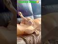 The Funniest Dog Moments Ever😂🐶 #shortsvideo #dogfails #viralshorts#usa