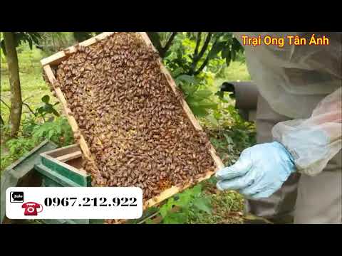 Video Thăm Trại Ong Giống Số 1 Sau Khi Thay Chúa Và Chia Đàn - youtube