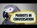 Amazing talking parrots documentary with African Greys!