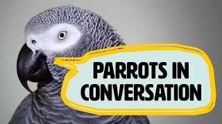 Amazing talking parrots documentary with African Greys!