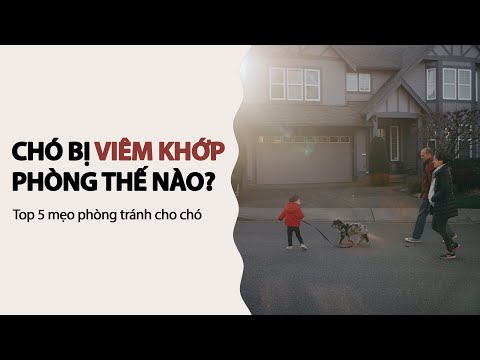 Video: Những gì bạn không biết về bệnh Addison trong chó