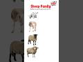 Sheep Family Ewe Lamb Ram And Yearling Learn English Vocabulary Learnenglish Sheep 