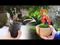 茶碗で作るボケのミニ盆栽～開花まで【Bonsai diary 盆栽日記 3/4】初心者の簡単園芸、盆栽の作り方 木瓜 植え替え DIY ガーデニング gardening EOS R5