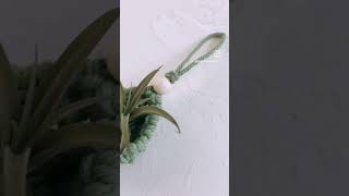 Air Plants 🤍