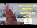 Chickens in the winter - and the big mistake to avoid your first year owning chickens!