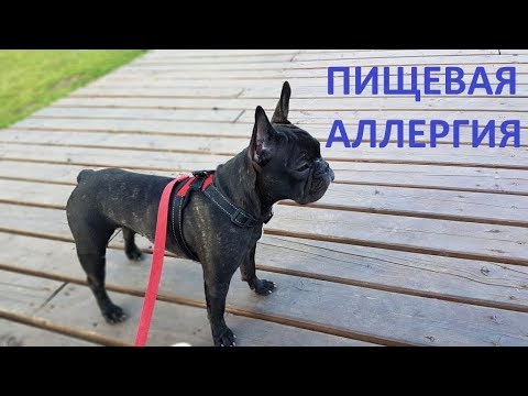 Пищевая аллергия у французского бульдога Буси. Как лечили.