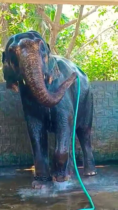 The Elephant Wishperor | Oscar winning short film | #short #shorts #ytshorts #shortsvideo #elephant