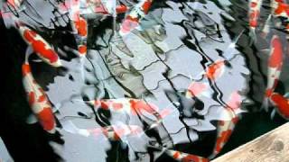 Dainichi pond sansai