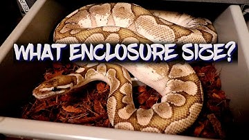 What enclosure size for my ball python?