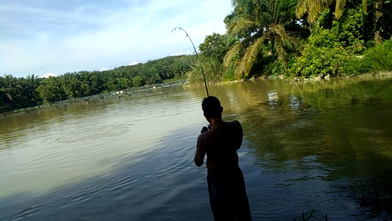 Ikan patin 26kg lombong