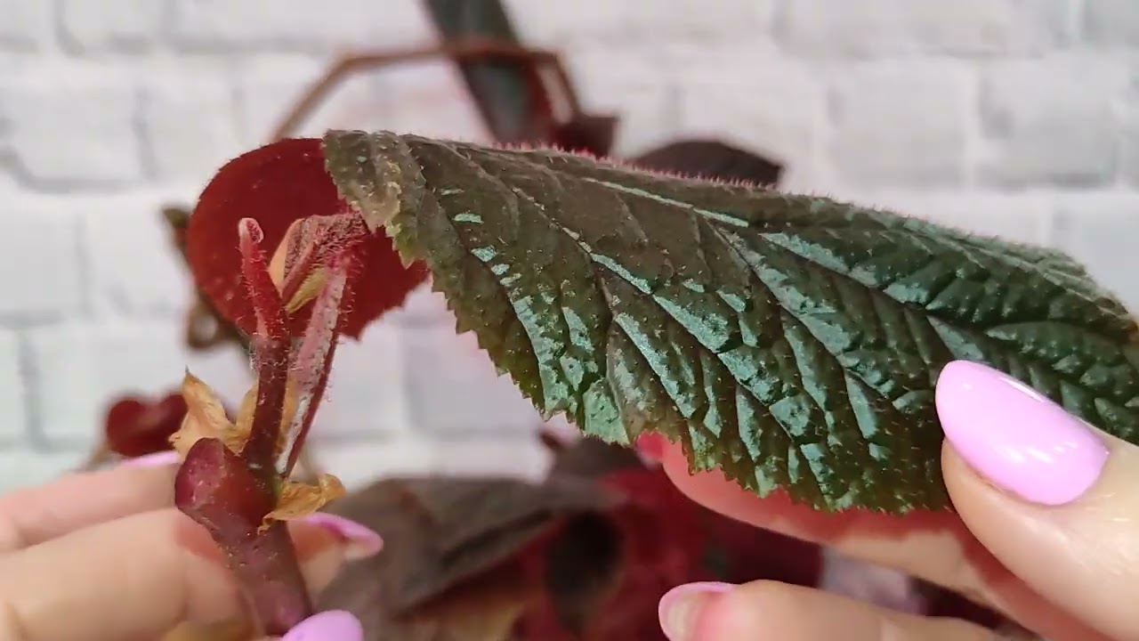 Укореняем тростниковые бегонии.