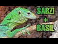 DREAM LIZARD UPDATE | Green Tree Monitors (Varanus prasinus)