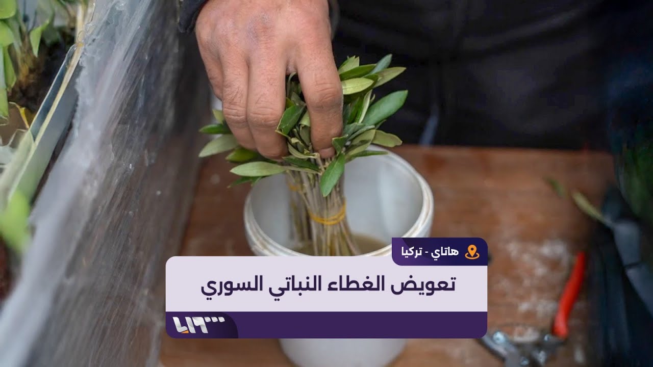 مشاريع زراعية جديدة لتعويض الغطاء النباتي في سوريا