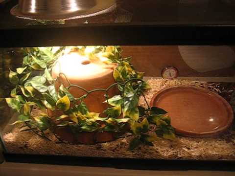 video phone beyonce mp3 Cornsnake Care: Very Simple