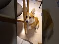 眠くなってなでてほしいコーギー最後がずるい（笑）#shorts
