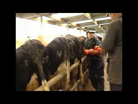 Frances North pregnancy scanning dairy cows