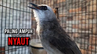 Trucukan Gacor Tarung Ropel Panjang Pancingan Trucukan Agar Bunyi Jadikan Burung Trucuk Gacor Emosi