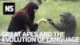The Origins and Evolution of Language ile ilgili video