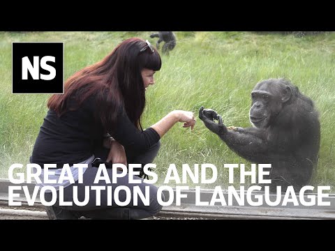 The language puzzle: What great apes can teach us about the evolution of speech Instructional Video