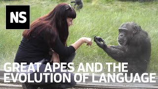 The language puzzle: What great apes can teach us about the evolution of speech