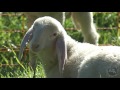 ATTACK OF THE CLONES! 5 Weird Animal Facts