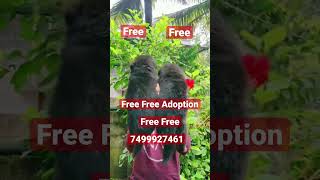 Free Free Adoption German Shepherd Puppy