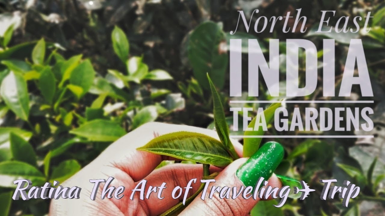 NORTH EAST INDIA || TEA GARDENS || 2019 LATEST VIDEO || TEA LOVERS || HOW TEA IS BENEFICIAL