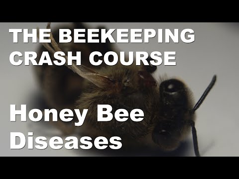How Do Honeybees Spread Disease To Other Insects