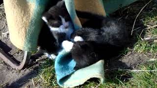 Cute Kittens: Playing In The Sun