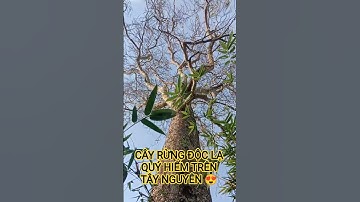 CÂY RỪNG ĐỘC LẠ QUÝ HIẾM TUYỆT ĐẸP TRÊN TÂY NGUYÊN