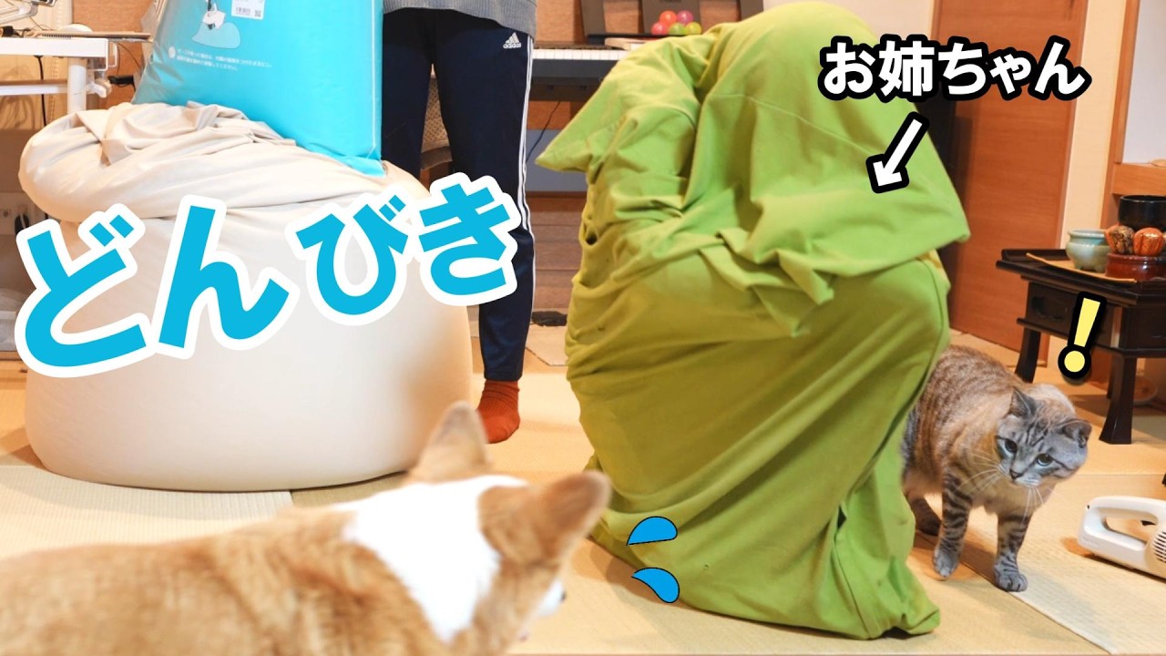 奇行が止まらない中学生にドン引きする犬と猫