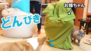 奇行が止まらない中学生にドン引きする犬と猫