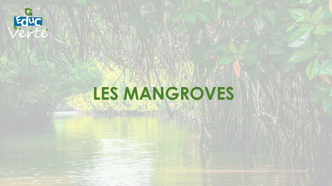 Les Mangroves