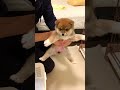 Happy 3nd Adoptaversary！今日は愛犬のうちの子記念日です　#Shorts
