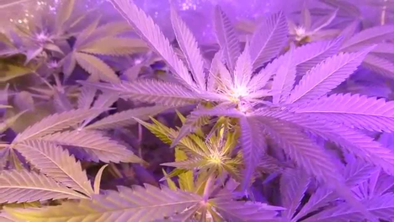 AKiesel Cannabis Grow - Update 9 - presented by TheSocialGrow.com
