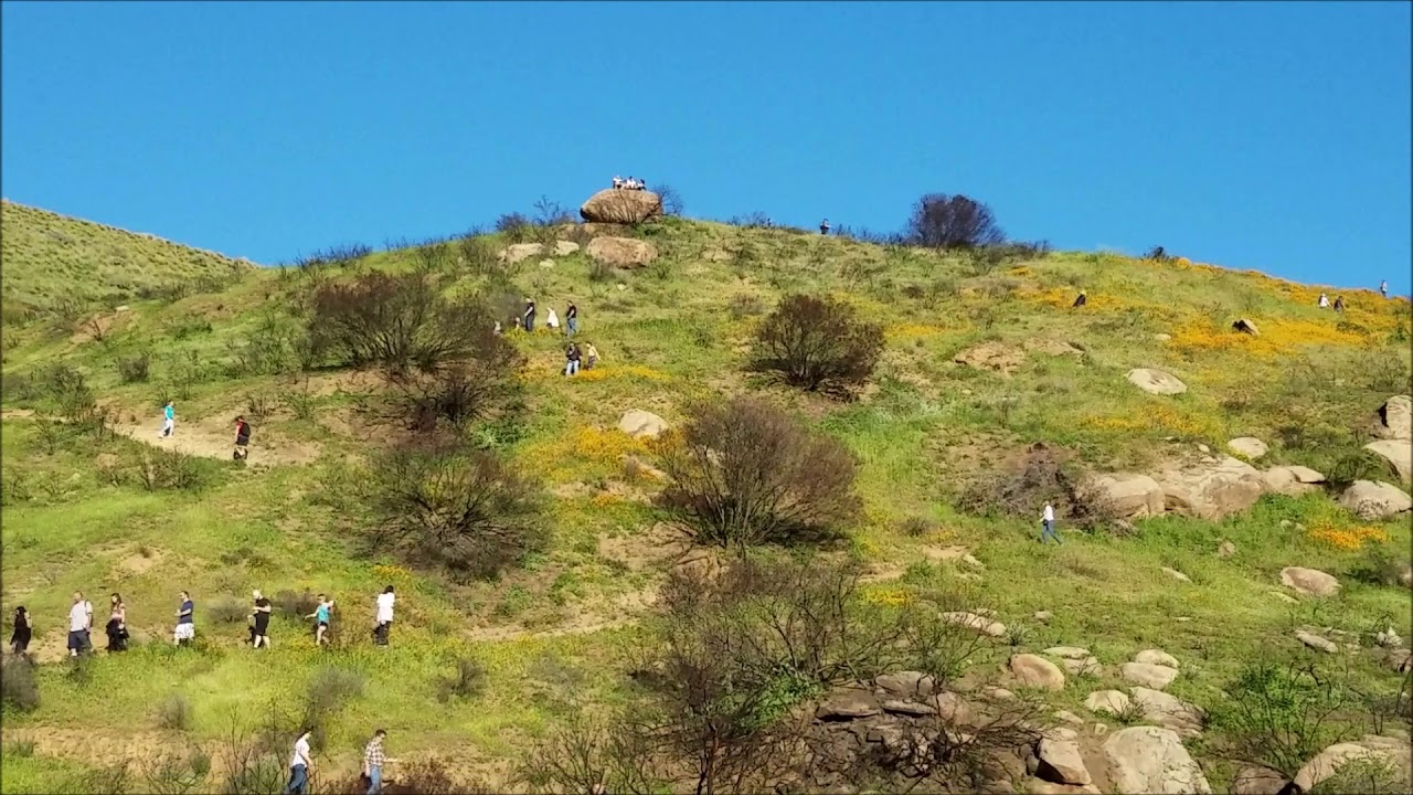 Beautiful California Poppies on Display at Corriganville Park Simi Valley in March 2019
