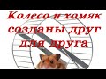 Ручные хомячки семьи Колесниковых.