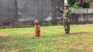 Huấn luyện chó Golden tại huanluyenchosaigon125.com