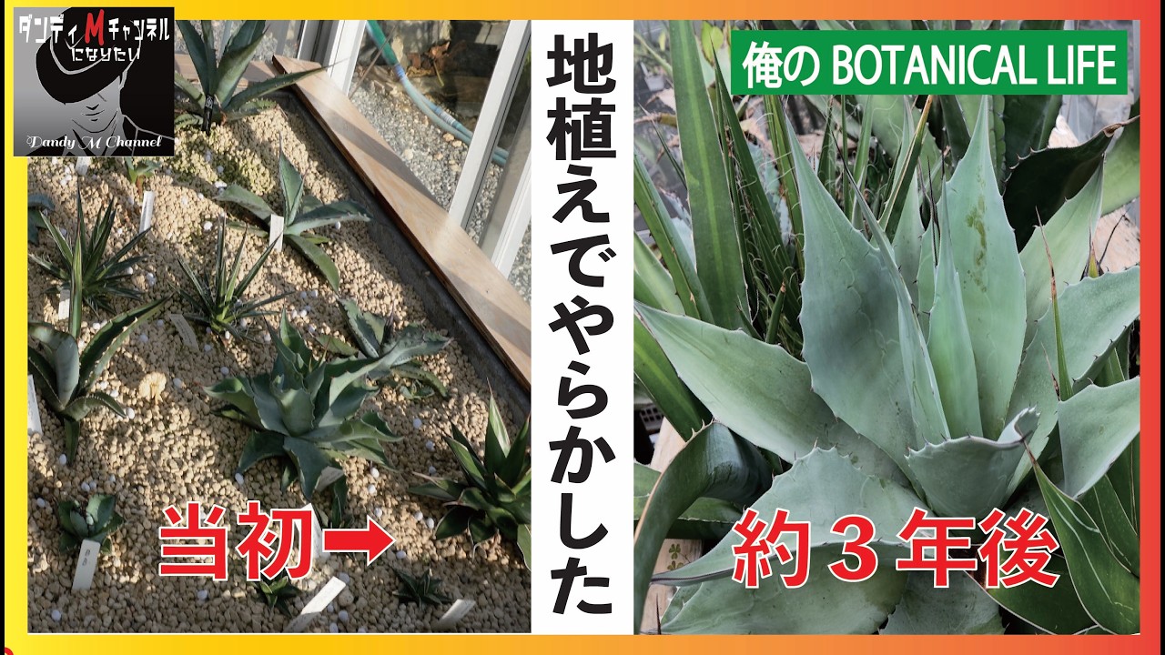 I messed up! My attempt at planting agave in the ground failed. I