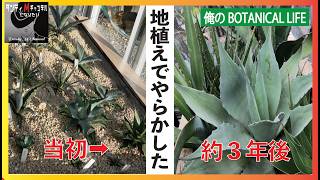 I messed up! My attempt at planting agave in the ground failed. I