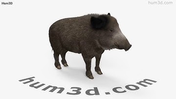 Wild Boar 3D model by 3DModels.org