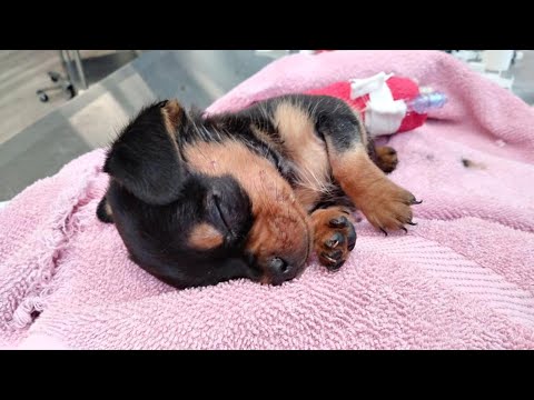 Video: Forbedre Miniature Pinscher's Skin & Coat With This One Simple Hack