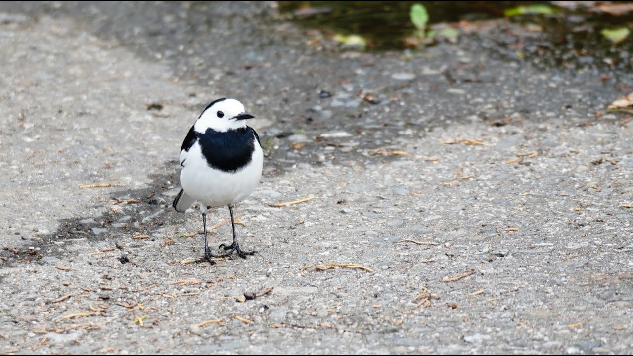 013桃園大溪生態遊記