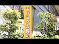 (プロが剪定方法を伝授)茂ったモッコクを透かし剪定で涼しげな姿に変えます!(字幕対応)
