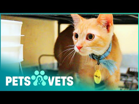 Miracle Kitten Saved By Alternative Medicine | Give Me Shelter