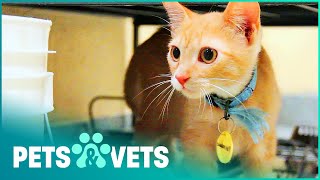 MIRACLE KITTEN SAVED BY ALTERNATIVE MEDICINE | GIVE ME SHELTER