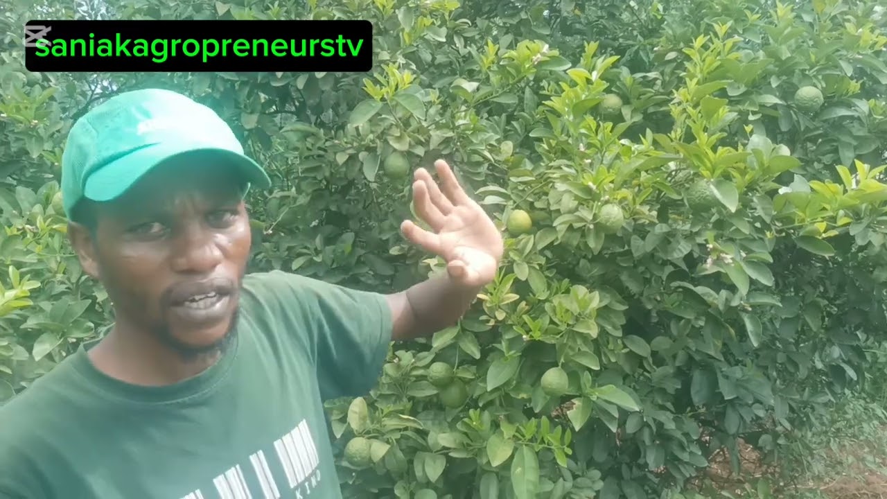 Citrus Showdown! Flowers VS Fruit - Lemon & Orange Trees Magic Unveiled