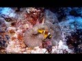 Crociera subacquea in Mar Rosso: Brothers Daedalus Elphistone